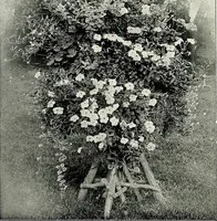 Picture 63 of 249 from Henderson's picturesque gardens and ornamental gardening illustrated (1908), leaf 52
