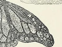 An illustration from Henderson's picturesque gardens and ornamental gardening illustrated (1908)