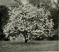 Picture 72 of 249 from Henderson's picturesque gardens and ornamental gardening illustrated (1908), leaf 55