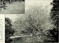 Picture 77 of 249 from Henderson's picturesque gardens and ornamental gardening illustrated (1908), leaf 58