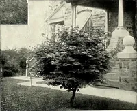 Picture 82 of 249 from Henderson's picturesque gardens and ornamental gardening illustrated (1908), leaf 61