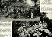 Picture 103 of 249 from Henderson's picturesque gardens and ornamental gardening illustrated (1908), leaf 77