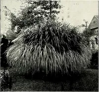 An illustration from Henderson's picturesque gardens and ornamental gardening illustrated (1908)