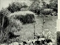 An illustration from Henderson's picturesque gardens and ornamental gardening illustrated (1908)