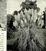 An illustration from Henderson's picturesque gardens and ornamental gardening illustrated (1908)