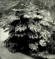 An illustration from Henderson's picturesque gardens and ornamental gardening illustrated (1908)