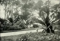 Picture 111 of 249 from Henderson's picturesque gardens and ornamental gardening illustrated (1908), leaf 82