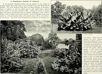 Picture 112 of 249 from Henderson's picturesque gardens and ornamental gardening illustrated (1908), leaf 83