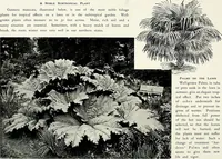 Picture 114 of 249 from Henderson's picturesque gardens and ornamental gardening illustrated (1908), leaf 85