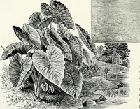 An illustration from Henderson's picturesque gardens and ornamental gardening illustrated (1908)