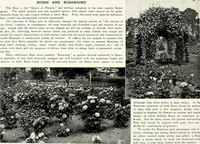 Picture 117 of 249 from Henderson's picturesque gardens and ornamental gardening illustrated (1908), leaf 87