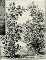 An illustration from Henderson's picturesque gardens and ornamental gardening illustrated (1908)