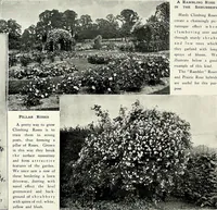 Picture 124 of 249 from Henderson's picturesque gardens and ornamental gardening illustrated (1908), leaf 91