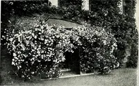 Picture 126 of 249 from Henderson's picturesque gardens and ornamental gardening illustrated (1908), leaf 93