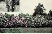 An illustration from Henderson's picturesque gardens and ornamental gardening illustrated (1908)