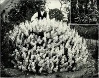 Picture 134 of 249 from Henderson's picturesque gardens and ornamental gardening illustrated (1908), leaf 98