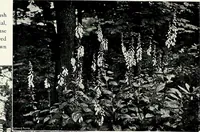 An illustration from Henderson's picturesque gardens and ornamental gardening illustrated (1908)