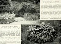 Picture 136 of 249 from Henderson's picturesque gardens and ornamental gardening illustrated (1908), leaf 99