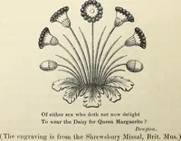 Picture 23 of 48 from The Herald and genealogist (1873), leaf 351