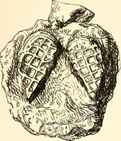 Picture 43 of 60 from The Herald and genealogist (1862), leaf 488