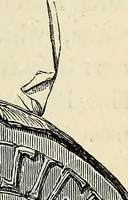 An illustration from The Herald and genealogist (1874)