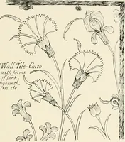 Picture 131 of 234 from Heraldry and floral forms as used in decoration; (1922), leaf 150