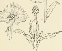 An illustration from Heraldry and floral forms as used in decoration; (1922)
