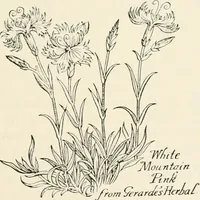 Picture 134 of 234 from Heraldry and floral forms as used in decoration; (1922), leaf 152