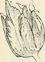 An illustration from Heraldry and floral forms as used in decoration; (1922)