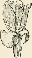 An illustration from Heraldry and floral forms as used in decoration; (1922)