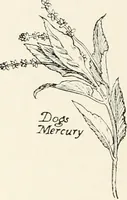Picture 164 of 234 from Heraldry and floral forms as used in decoration; (1922), leaf 181