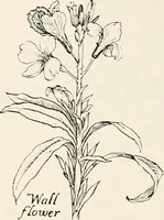 Picture 165 of 234 from Heraldry and floral forms as used in decoration; (1922), leaf 181