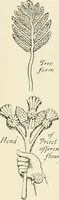 An illustration from Heraldry and floral forms as used in decoration; (1922)