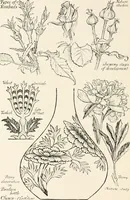 An illustration from Heraldry and floral forms as used in decoration; (1922)