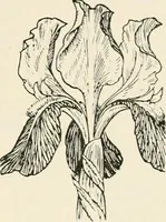 An illustration from Heraldry and floral forms as used in decoration; (1922)