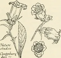 Picture 201 of 234 from Heraldry and floral forms as used in decoration; (1922), leaf 220