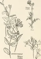 An illustration from Heraldry and floral forms as used in decoration; (1922)