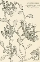 Picture 207 of 234 from Heraldry and floral forms as used in decoration; (1922), leaf 227