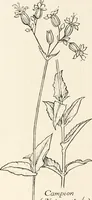 An illustration from Heraldry and floral forms as used in decoration; (1922)