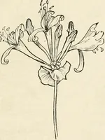 An illustration from Heraldry and floral forms as used in decoration; (1922)
