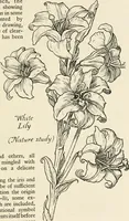 An illustration from Heraldry and floral forms as used in decoration; (1922)