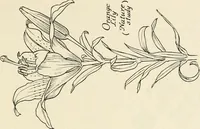 An illustration from Heraldry and floral forms as used in decoration; (1922)