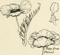 An illustration from Heraldry and floral forms as used in decoration; (1922)