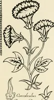 An illustration from Heraldry and floral forms as used in decoration; (1922)