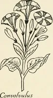 An illustration from Heraldry and floral forms as used in decoration; (1922)