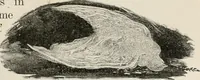 Picture 5 of 211 from Heralds of the morning : the meaning of the social and political problems of to-day and the significance of the great phenomena in nature (1909), leaf 20