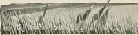 Picture 7 of 211 from Heralds of the morning : the meaning of the social and political problems of to-day and the significance of the great phenomena in nature (1909), leaf 23