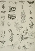 Picture 192 of 211 from Heralds of the morning : the meaning of the social and political problems of to-day and the significance of the great phenomena in nature (1909), leaf 351