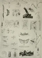 Picture 193 of 211 from Heralds of the morning : the meaning of the social and political problems of to-day and the significance of the great phenomena in nature (1909), leaf 353