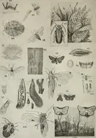 Picture 194 of 211 from Heralds of the morning : the meaning of the social and political problems of to-day and the significance of the great phenomena in nature (1909), leaf 355